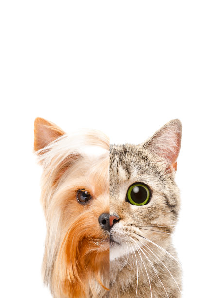 一只猫和一只狗的半张脸的概念肖像图片下载