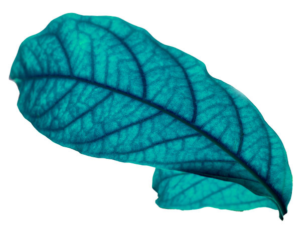 蓝色的叶子可以看到叶子里面的纤维图片下载
