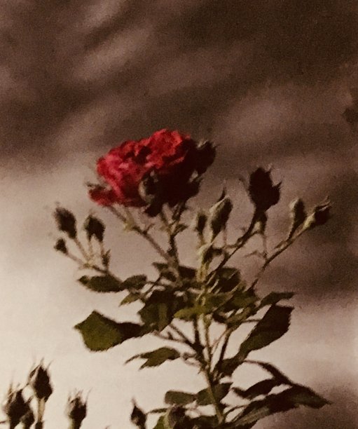 玫瑰在晚上图片下载