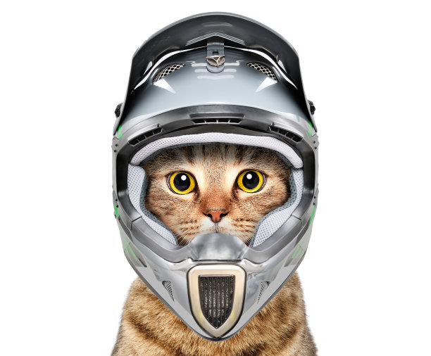 一只戴着自行车头盔的猫被孤立在白色的背景上图片下载
