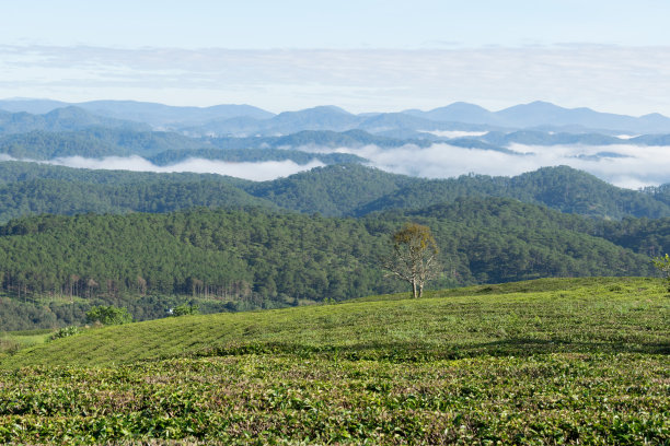 独特的茶树背景有清新的绿茶，茶山图片下载