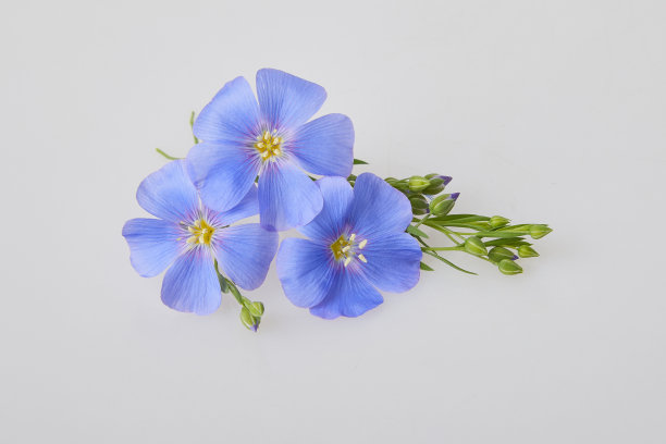 蓝色的亚麻花在白色图片下载
