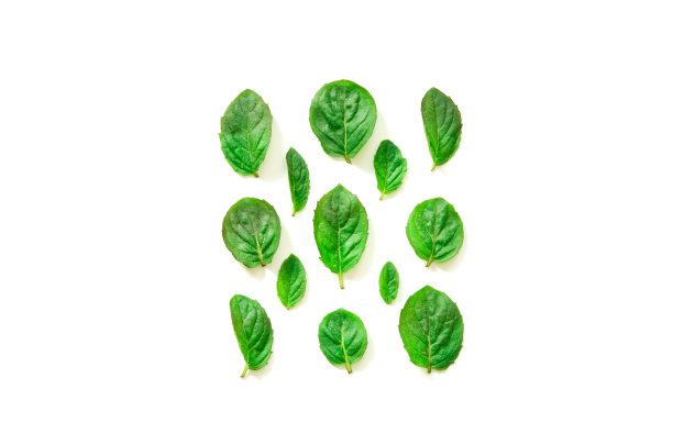 俯视图的薄荷香草在白色的背景。最小的原草概念设计。——图片图片下载