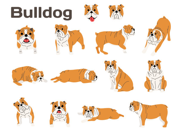 斗牛犬，行动的狗，快乐的狗图片下载