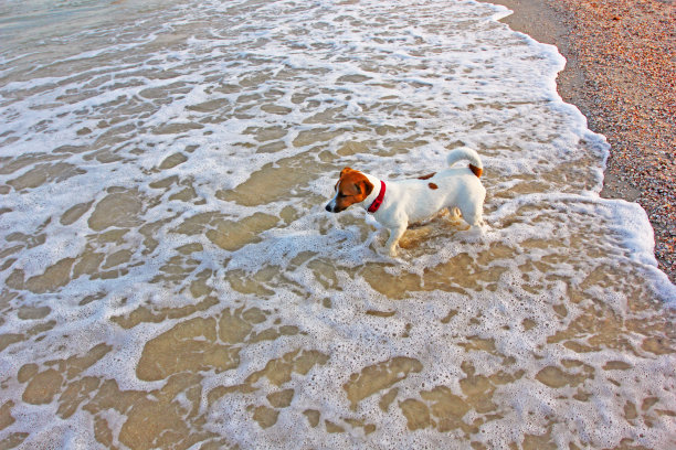 杰克罗素小女孩在大海的波涛中游泳图片下载