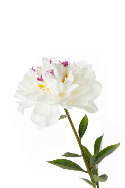 单瓣白色牡丹，孤立在白色背景上图片下载