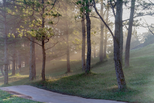 大自然有着神奇的阳光、阳光、绿油油的草地。照片用于高尔夫球的创意设计，清新的环境图片下载