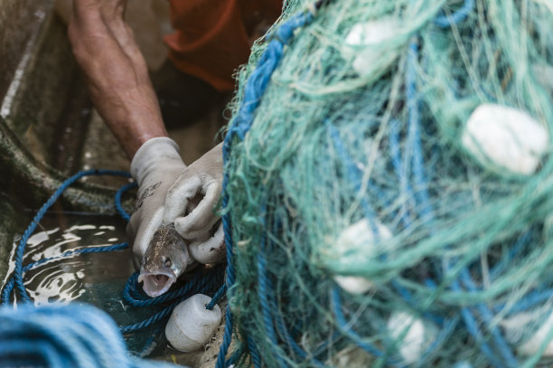发布一条鱼图片下载