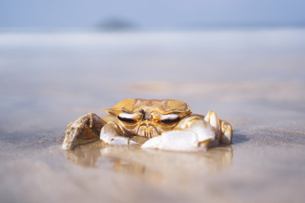 海滩上的螃蟹在沙滩上爬行。亚洲及其性质。图片下载