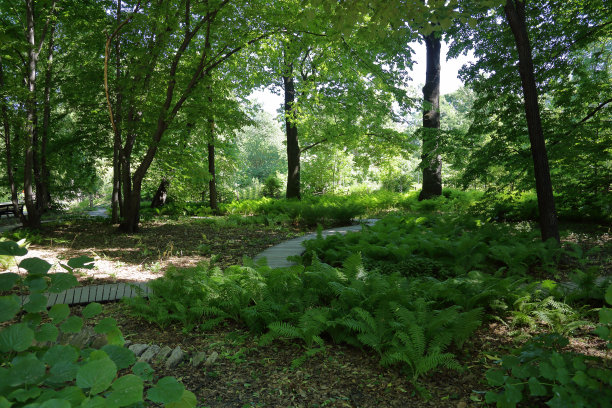 绿色的夏天公园图片下载