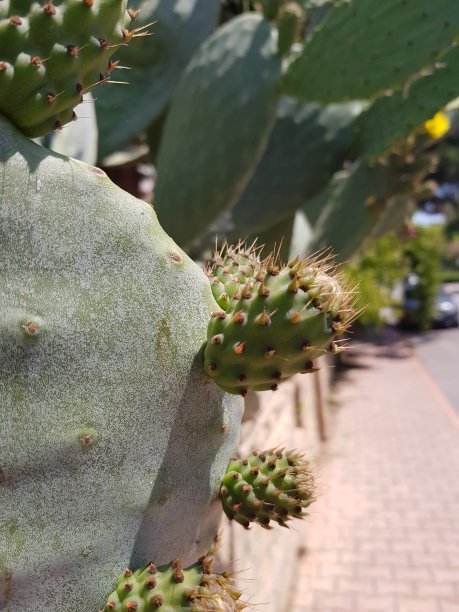 仙人球图片下载