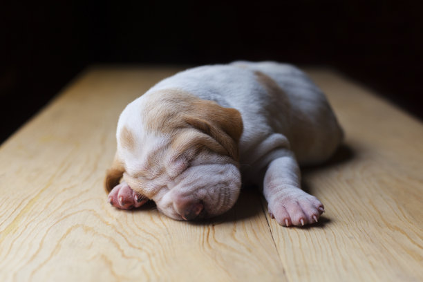 白色的小狗睡觉图片下载