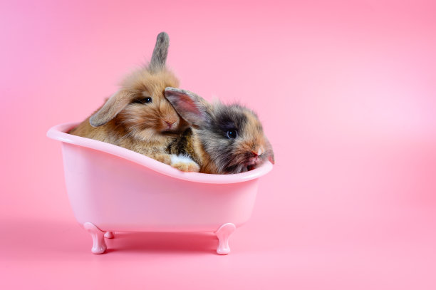 两只棕色的兔子坐在粉红色的浴缸里，背景是粉红色的图片下载