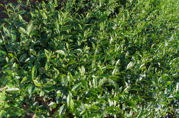 独特的茶树背景有清新的绿茶，茶山图片下载