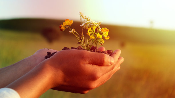 黄白相间的花在女人的手里沾满泥土图片下载