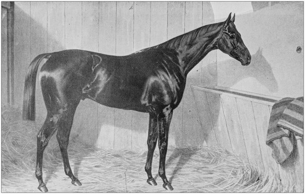 古董古董黑白照片:赛马图片下载