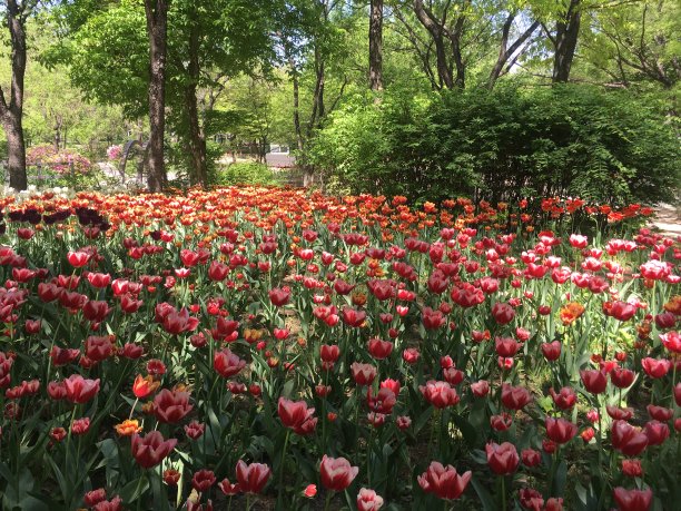 一个长满郁金香的地方图片下载