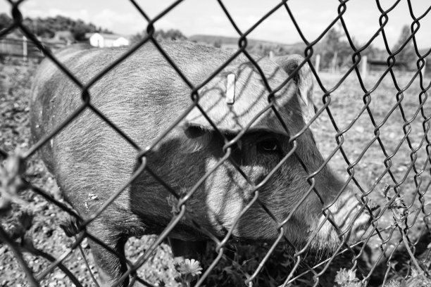 猪在农场图片下载
