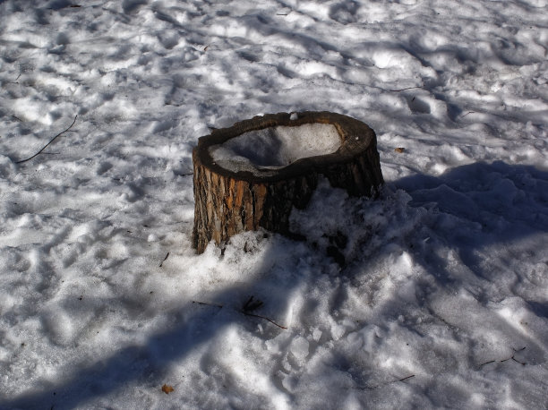 冬天在公园的雪地里图片下载