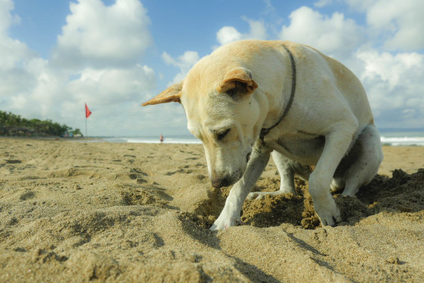 年轻的快乐和顽皮的白色狗在沙滩上雕刻在蓝天下独自玩耍的特写图片下载