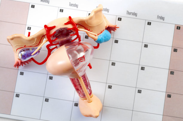 妇女或妇女健康，骨盆检查和妇科或妇产科预约概念与女性生殖系统的医疗模式顶部日历与副本空间图片下载