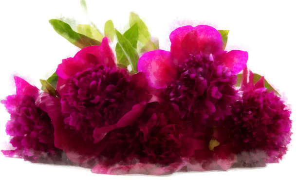 泰瑞紫花牡丹水彩画，孤立图片下载
