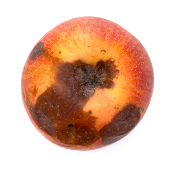 俯视图腐烂的苹果在一个白色的背景图片下载