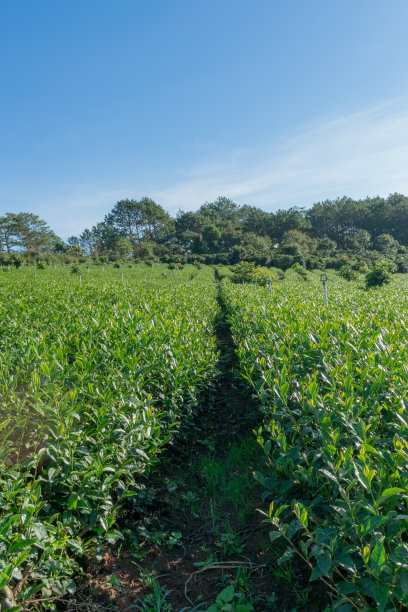 独特的茶树背景有清新的绿茶，茶山图片下载