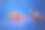 一对小丑鱼(西方小丑鱼，单眼小丑鱼，假Percula小丑鱼)在蓝色海水水下的照片图片下载