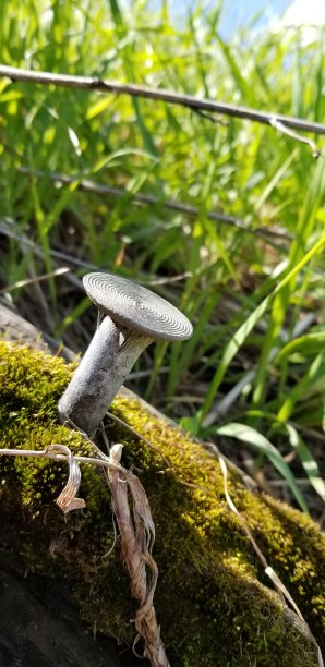 孤独的钉子图片下载