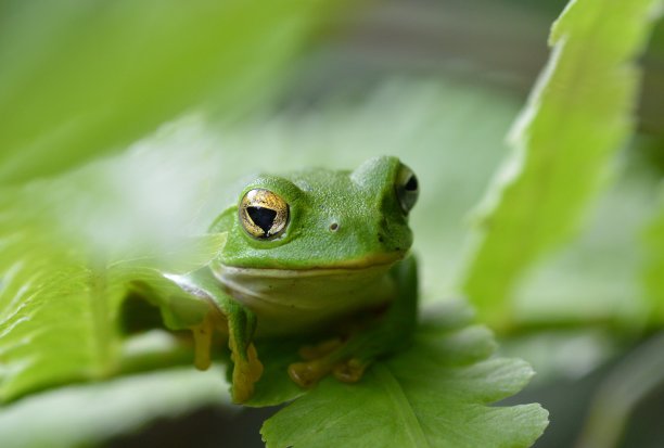 内的绿色的小青蛙图片下载