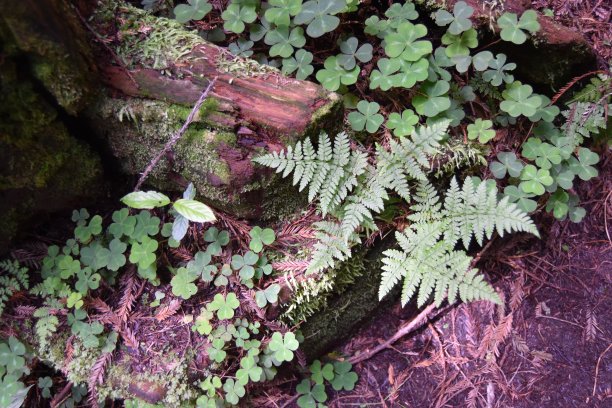 红杉森林植物图片下载