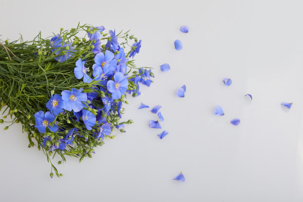 亚麻花花束孤立图片下载