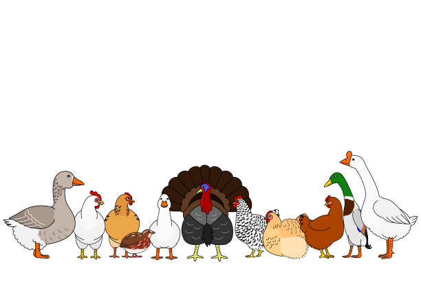 可爱的卡通家禽排成一排图片下载