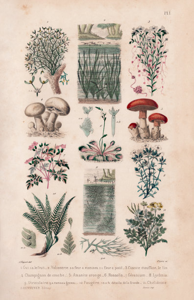 古董法国植物插图与纹理纸图片下载