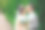 新娘和新郎在公园接吻。一对新婚夫妇新娘和新郎在一个婚礼在自然绿色的森林正在亲吻照片肖像。婚礼的夫妇图片下载