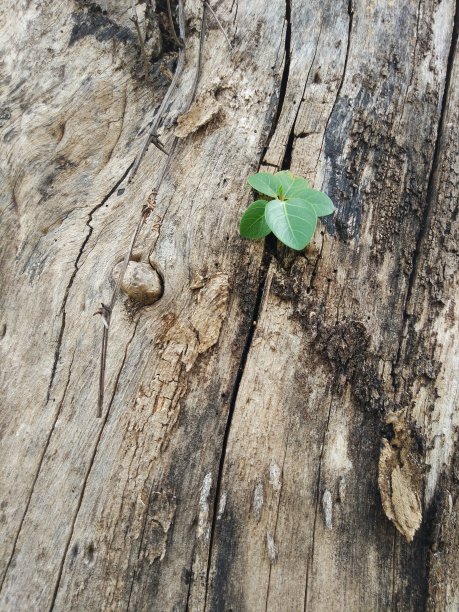 干燥时期的绿叶图片下载