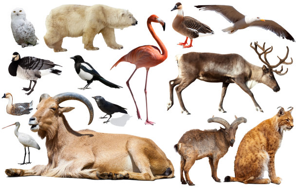 动物鸟类欧洲隔离图片下载