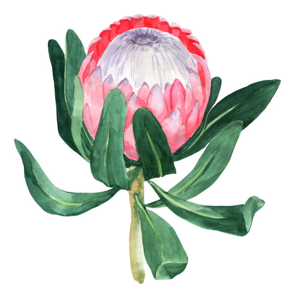 水彩插图protea花孤立在白色的背景。植物插图。图片下载