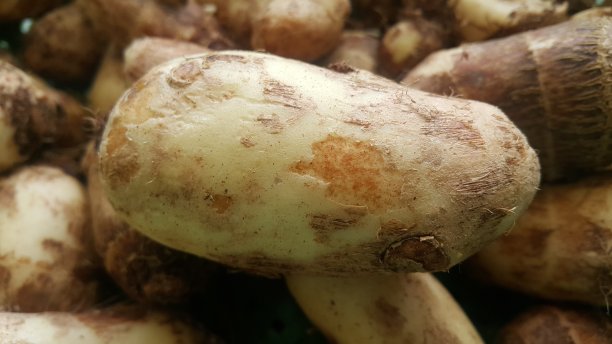 新鲜芋头，学名Colocasia esculenta图片下载