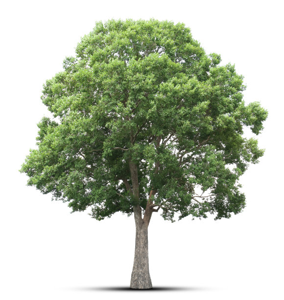 树孤立在白色背景图片下载