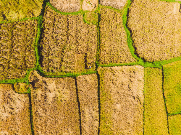 无人机拍摄的当地农民收割水稻的照片图片下载