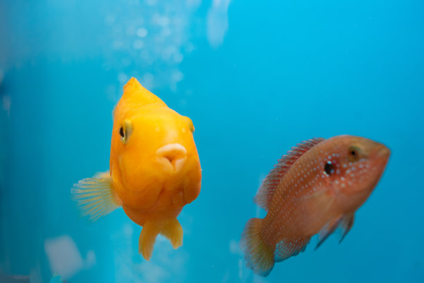 水族箱里的橙色鱼素材图片