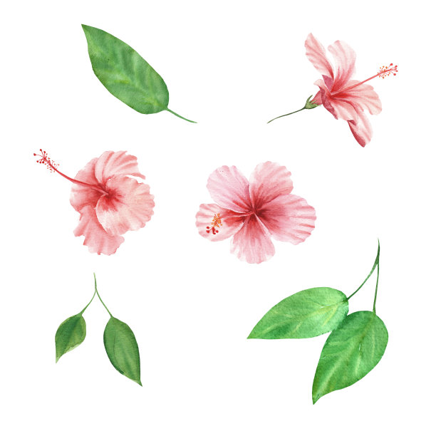 水彩画一套热带植物木槿花和叶孤立图片下载