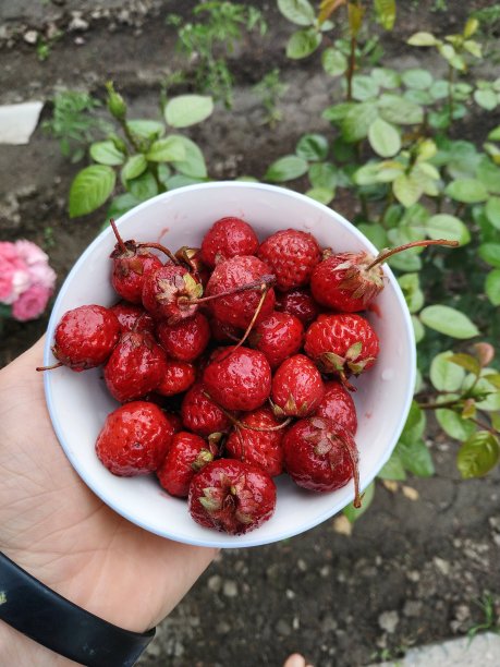 红色的草莓。图片下载