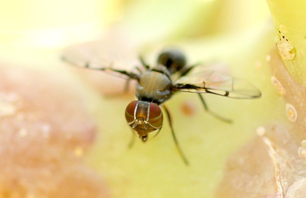 船夫飞图片下载