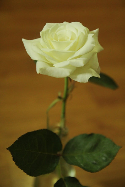 美丽的白玫瑰在瓶子里图片下载