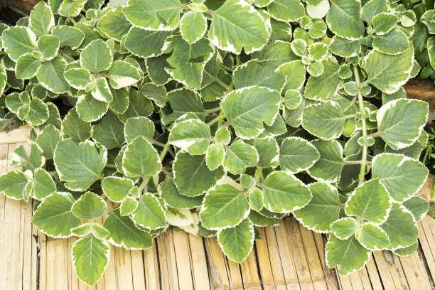 古巴牛至、墨西哥薄荷、西班牙百里香属植物图片下载