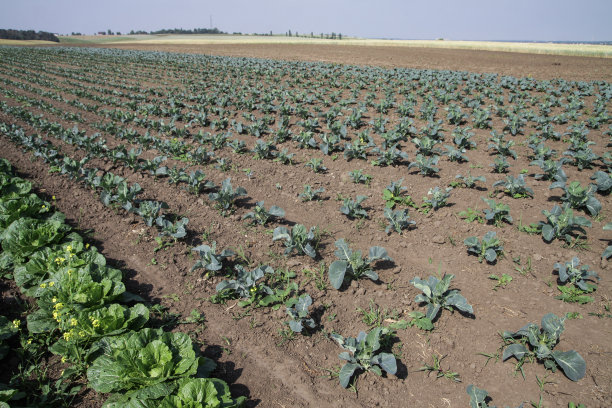 农夫花园里的卷心菜。西兰花在田里。夏季健康饮食。股票的背景,照片图片下载