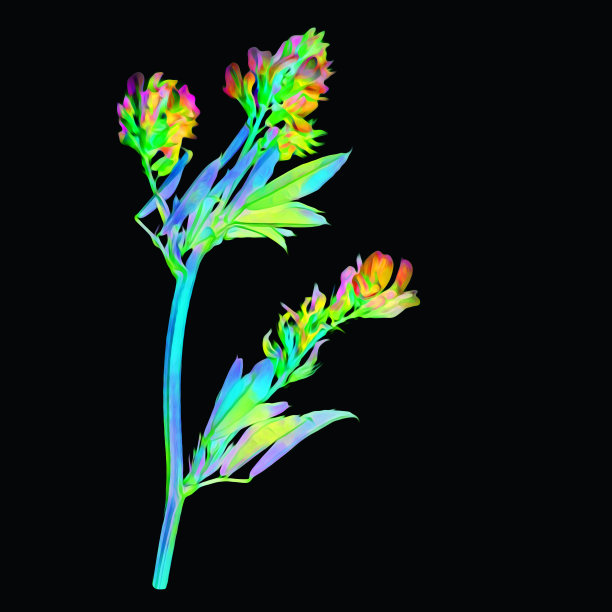 模板的一个田野花的分支。图片下载